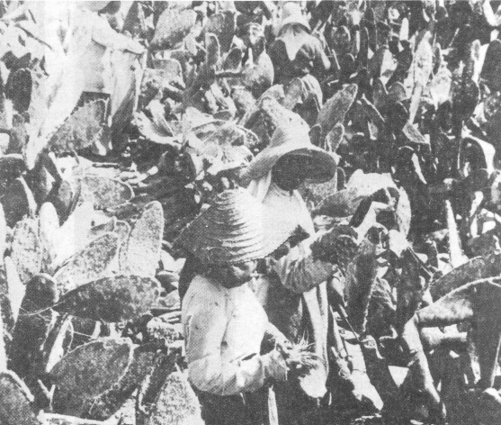 Agricultura y expansón